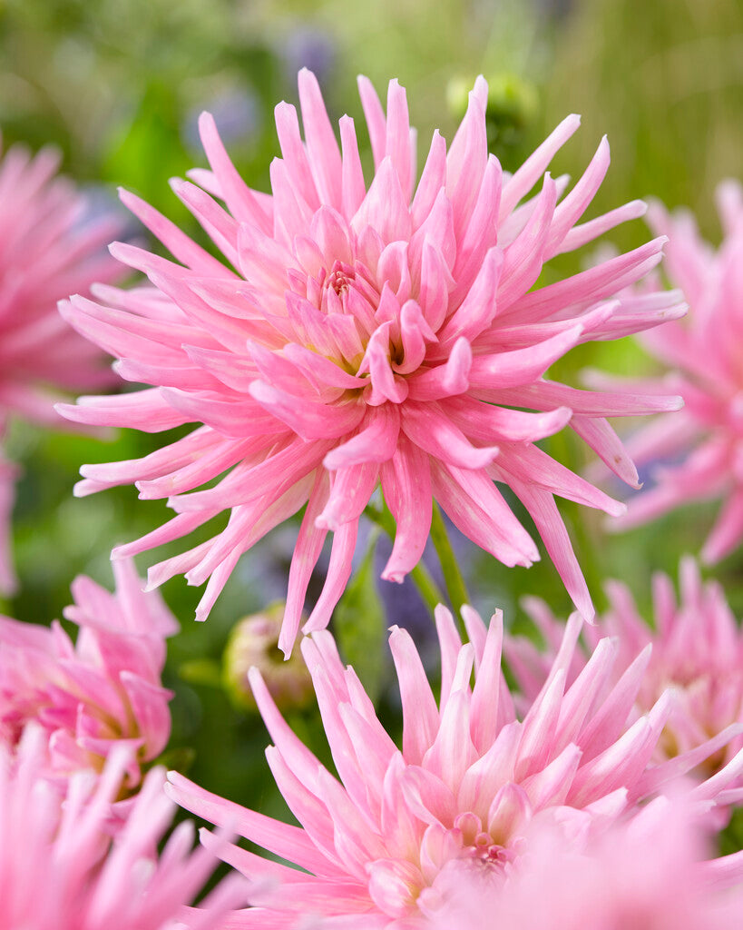 Dahlia Border Park Princes 1-pakning